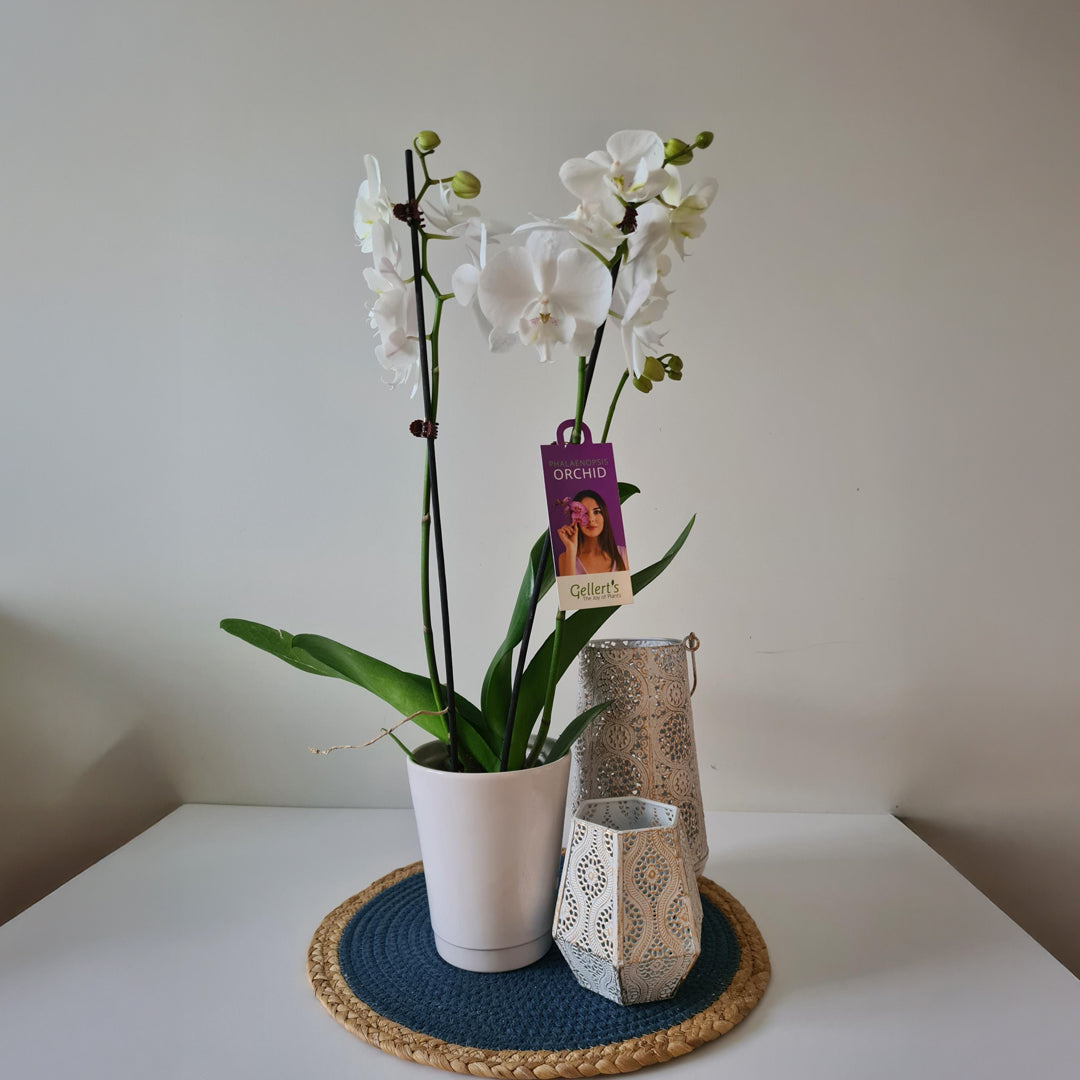 Living Plants in Ceramic Decorative Pot