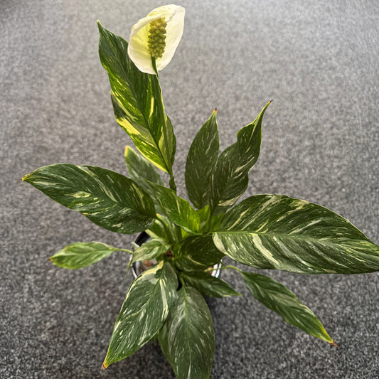 Living Plants in Ceramic Decorative Pot